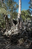 Ta Prohm temple - silk-cotton trees rising over the ruins